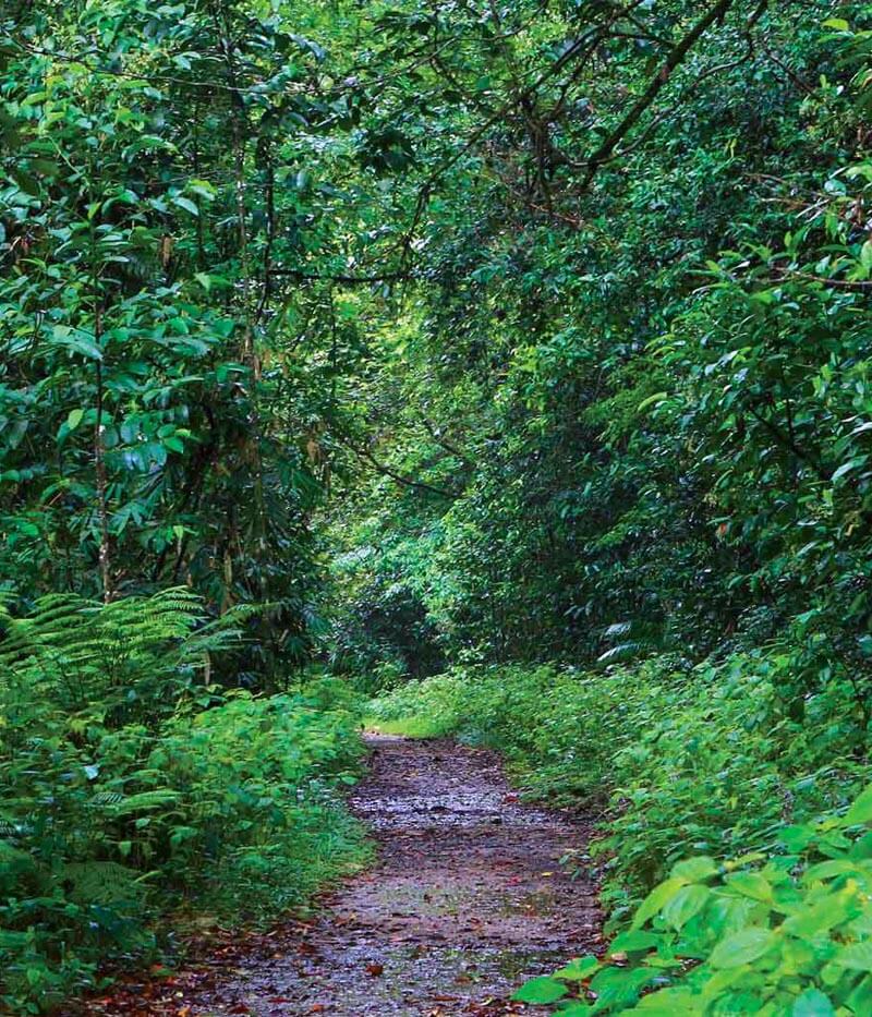 Wanderung im Sinharaja Regenwald