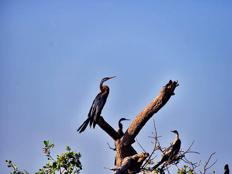 Kalametiya Bird Sanctuary
