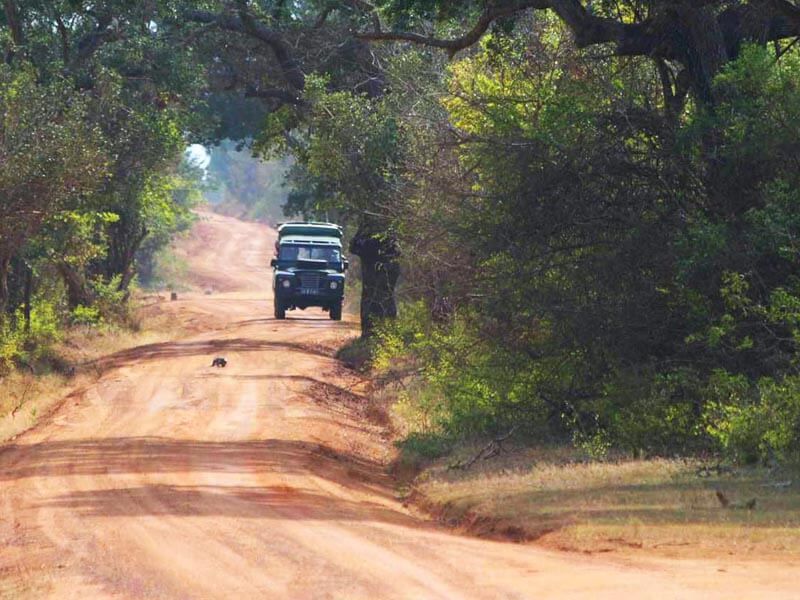 Yala National Park Photos 6