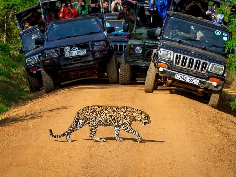 Yala National Park Sri Lanka